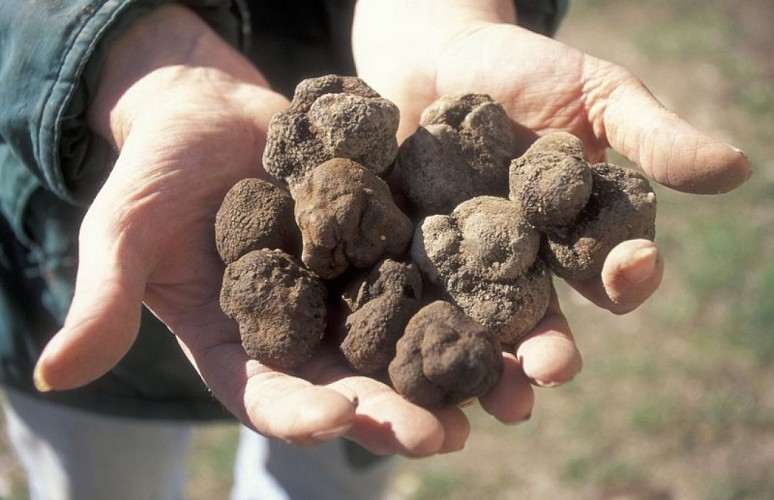 Truffes fraîchement dénichées