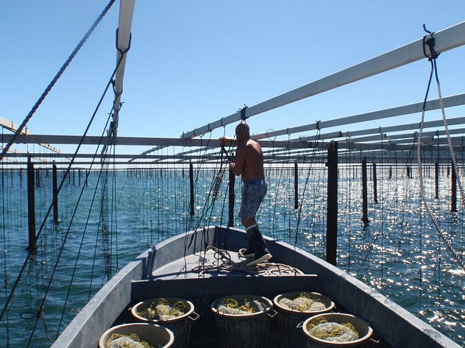 Tables mytilicoles dans l'anse de Carteau