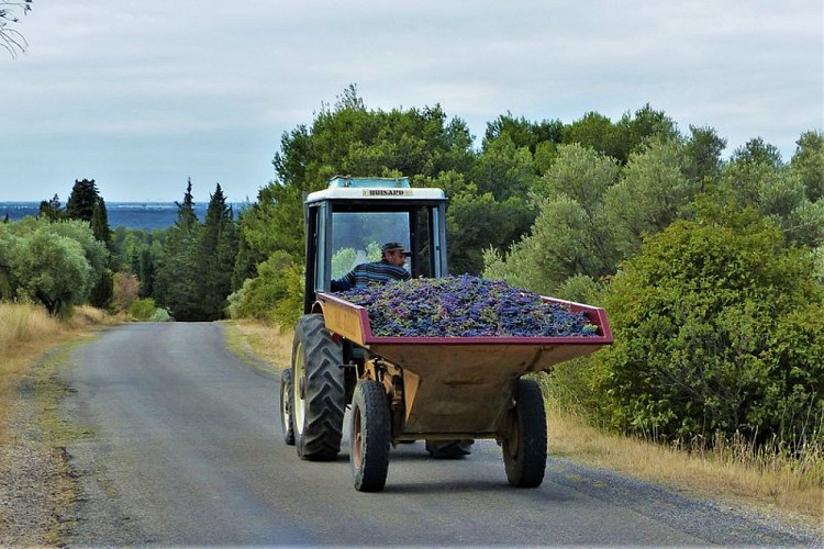 Récolte du Mas Sainte Berthe