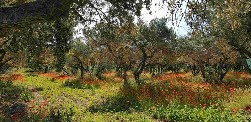 Oliveraies dans les Alpilles