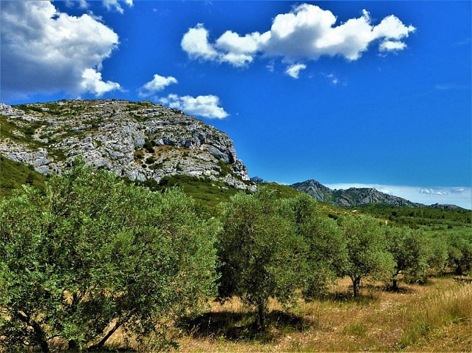 Plantation d'oliviers