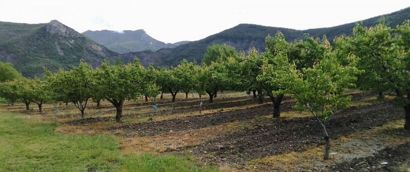 Vergers de cerisiers, Montréal-les-Sources