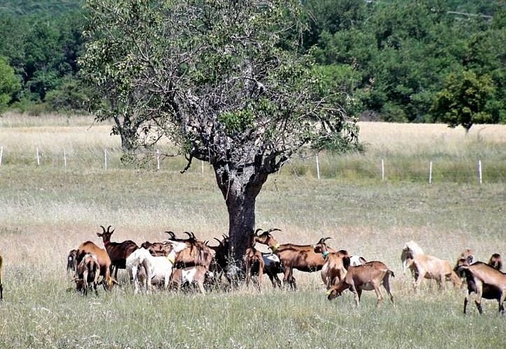 Troupeau de chèvres