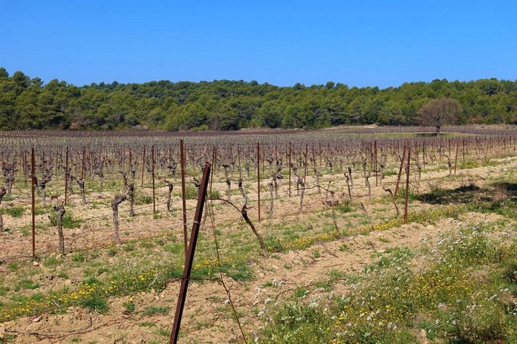 Vignes de Beaumont-de-Pertuis