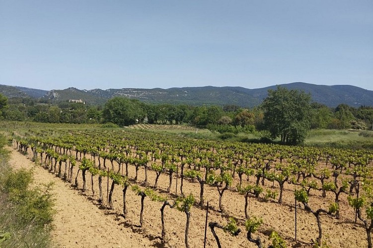 Les vignes de Lourmarin
