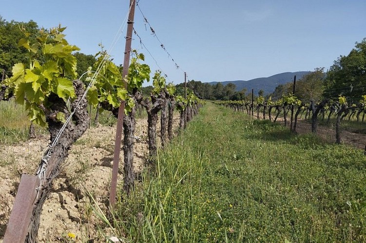 Paysage viticole de Lourmarin