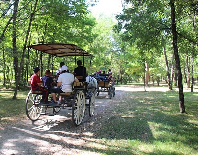 Balade en calèche