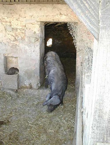 Musée de la Bazadaise