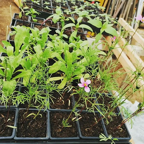 Scea de l'Esperluette