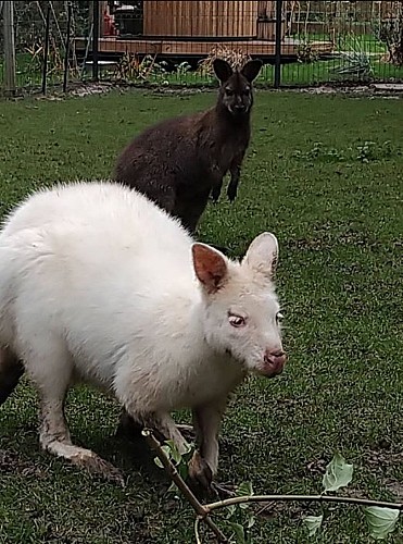 Domaine Le Trou du Charme - Kotas