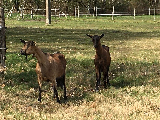La_ferme_des_Moquets_Donnezac
