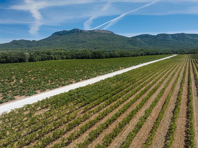 Mont Aurélien, côté Pourrières