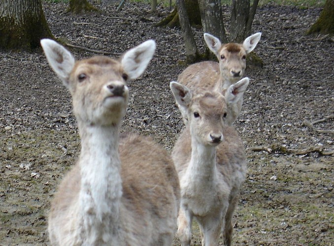 Parc animalier de la Bannie