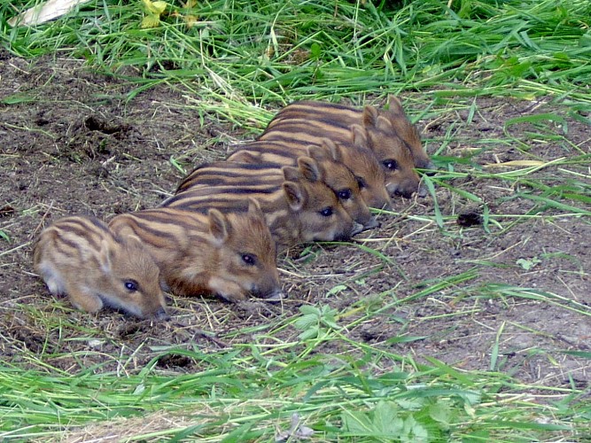 Parc animalier de la Bannie