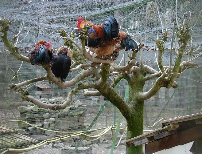 Parc animalier de la Bannie