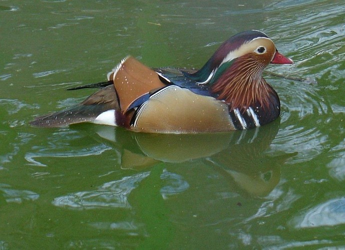 Parc animalier de la Bannie