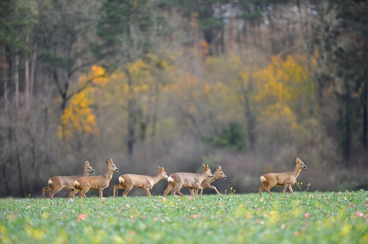 Parc animalier de la Bannie