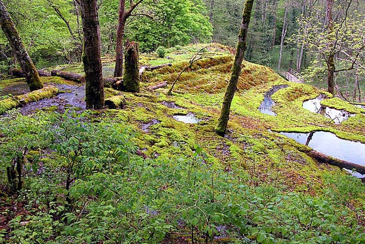 Tufière de Rolampont