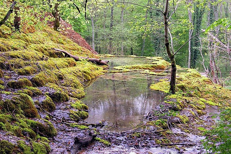 Tufière de Rolampont