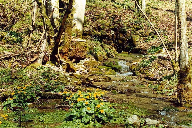 Source de la Vingeanne