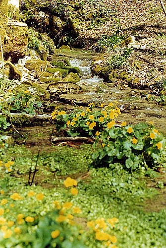 Source de la Vingeanne