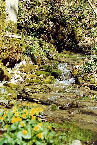 Source de la Vingeanne