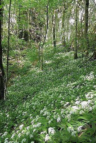 Gorges de la Vingeanne - ail des ourses