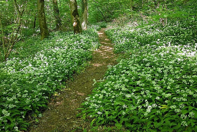 Gorges de la Vingeanne - ail des ourses