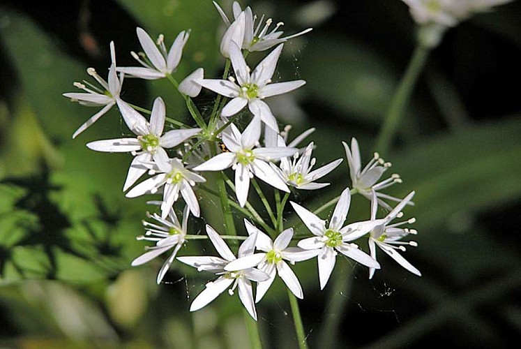 Gorges de la Vingeanne - ail des ourses