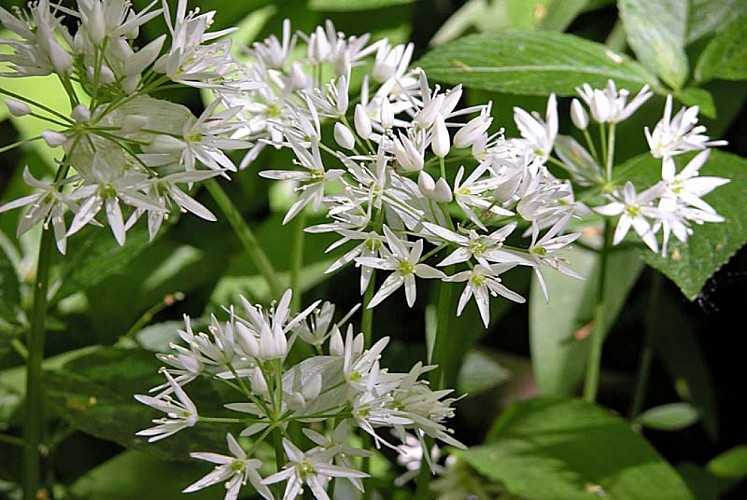 Gorges de la Vingeanne - ail des ourses