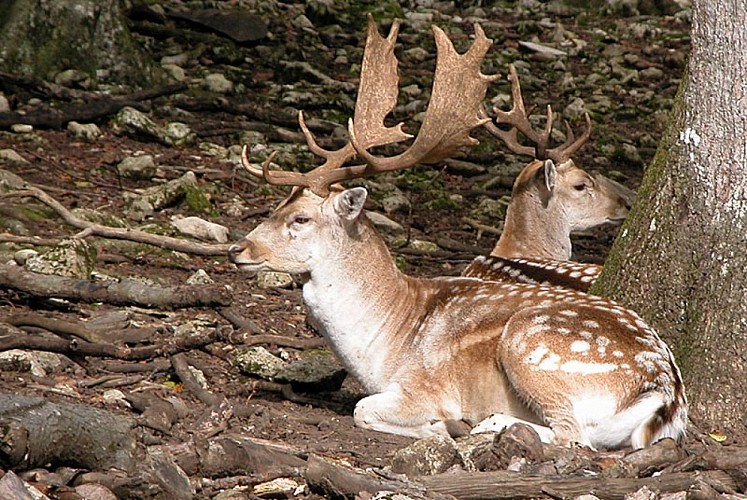 Enclos à gibier d'Auberive