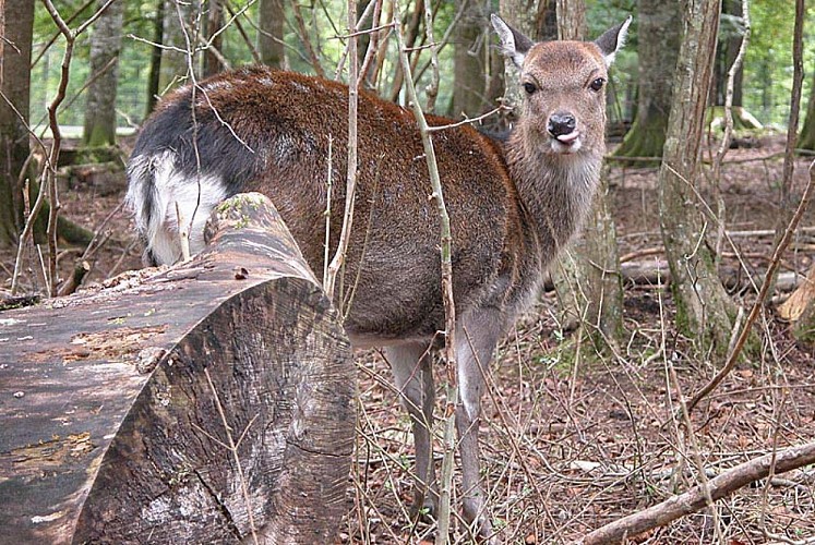 Enclos à gibier d'Auberive
