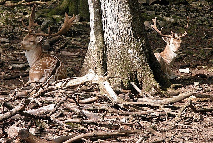Enclos à gibier d'Auberive