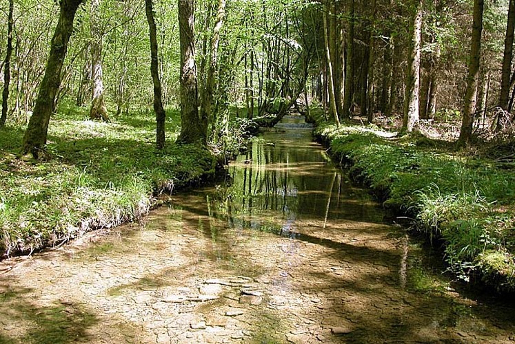 L'Aube près de sa source