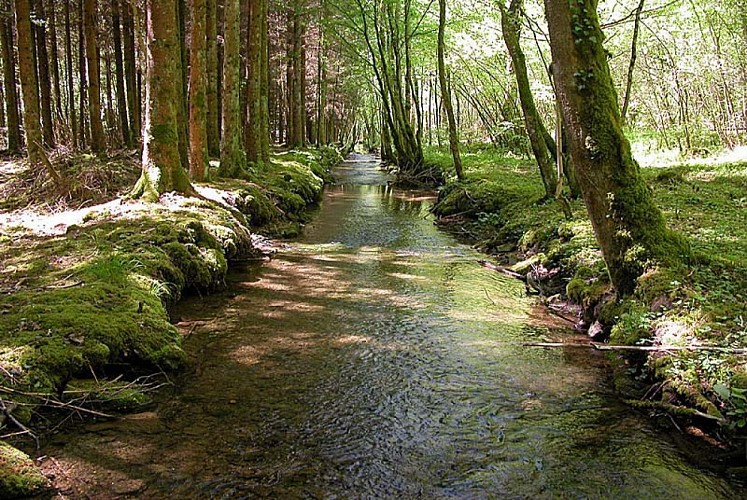 L'Aube près de sa source