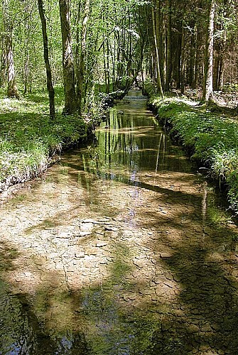 L'Aube près de sa source