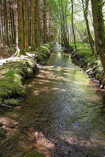 L'Aube près de sa source