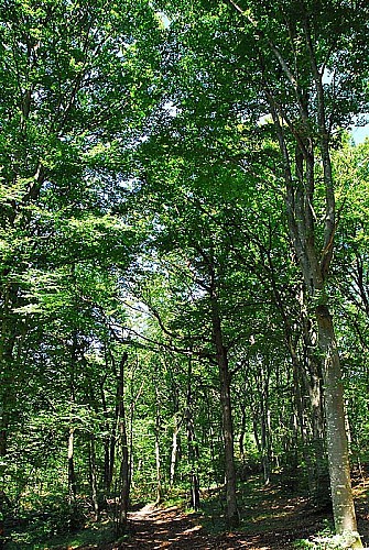 Forêt d'Auberive