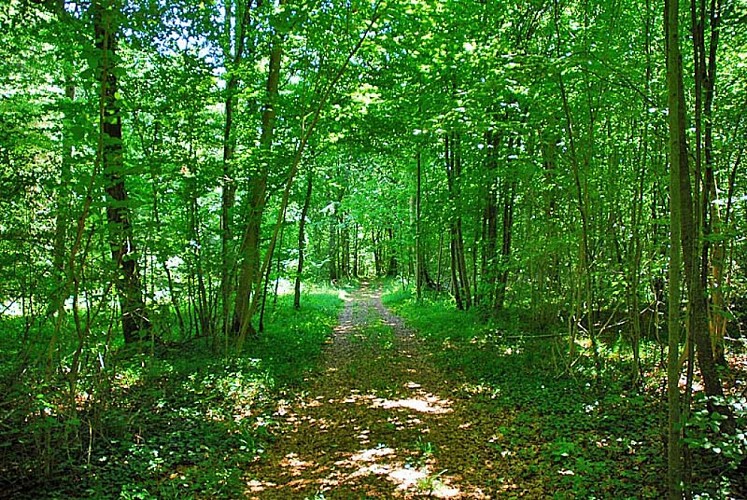 Forêt d'Auberive