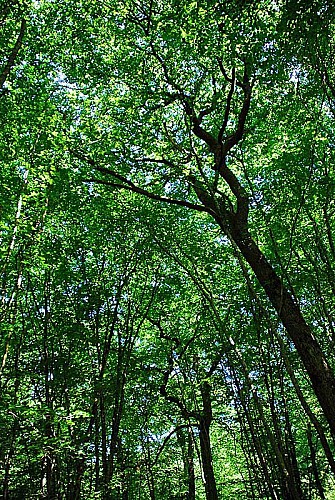 Forêt d'Auberive