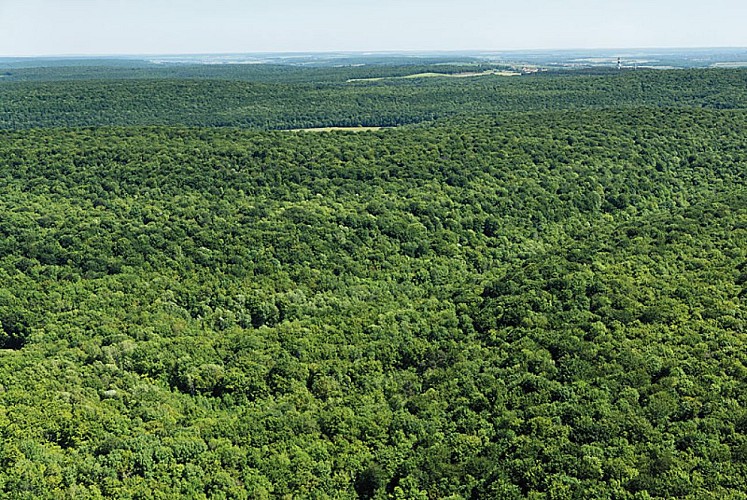 Forêt d'Auberive