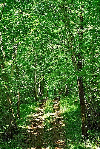 Forêt d'Auberive