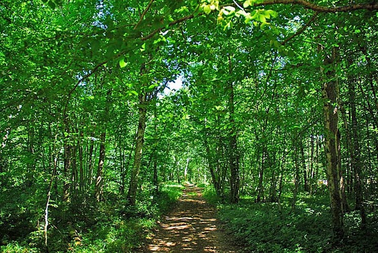 Forêt d'Auberive