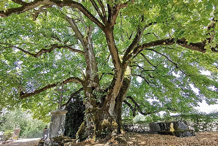 Tilleul Sully d'Aubigny-sur-Badin