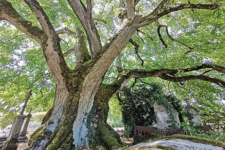 Tilleul Sully d'Aubigny-sur-Badin