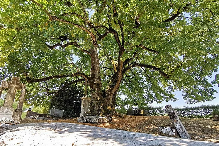 Tilleul Sully d'Aubigny-sur-Badin