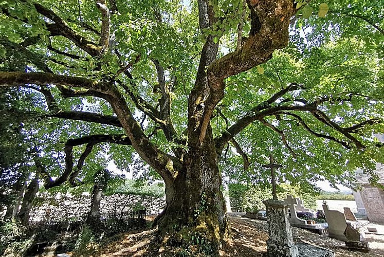 Tilleul Sully d'Aubigny-sur-Badin