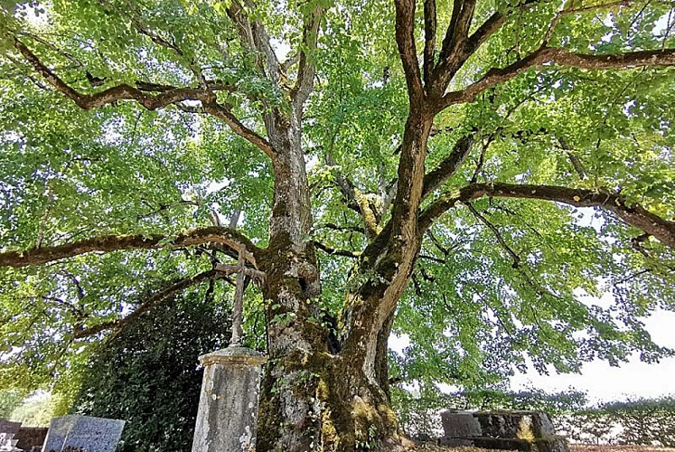 Tilleul Sully d'Aubigny-sur-Badin