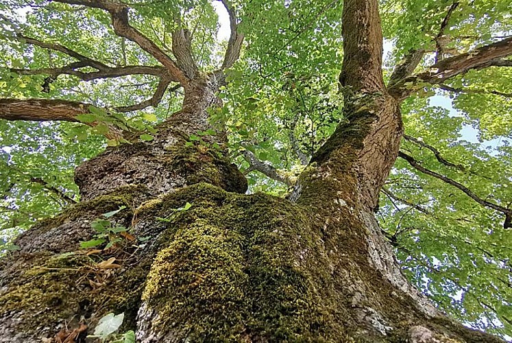 Tilleul Sully d'Aubigny-sur-Badin