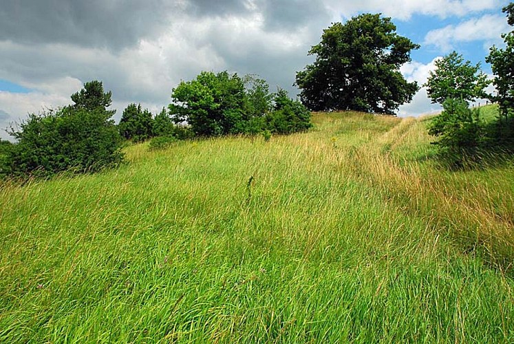Pelouse sèche de Chameroy